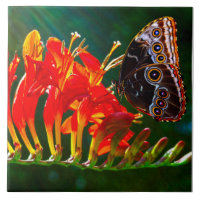 Papillon morpho bleu sur fleurs de Crocosmia Lucif