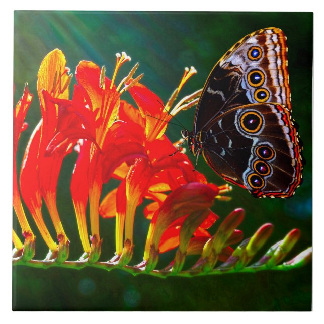 Carreau Papillon morpho bleu sur fleurs de Crocosmia Lucif (Devant)