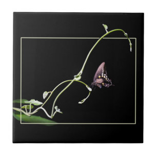Carreau Papillon noir swallowtail