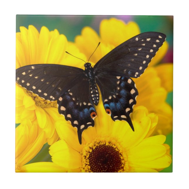 Carreau Papillon Papilio polyxenes (Devant)