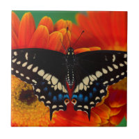 Papillon Papilio polyxenes sur Marguerite de Gerbe