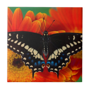 Carreau Papillon Papilio polyxenes sur Marguerite de Gerbe