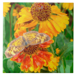 Carreau Papillon Pearl Crescent sur l'herbe éternuée