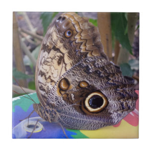 Carreau Papillon petit (4,25 po x 4,25 po) Carrelage photo