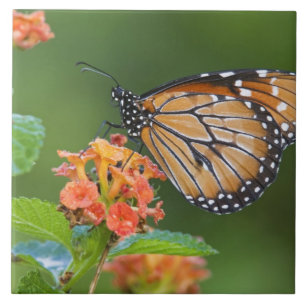 Carreau Papillon soldat (Danaus eresimus) en train de se n