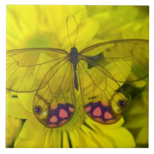 Carreau Papillon sur Fleurs Jaunes