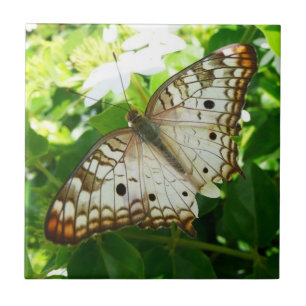 Carreau Papillon sur Jasmin Photographie de la nature trop