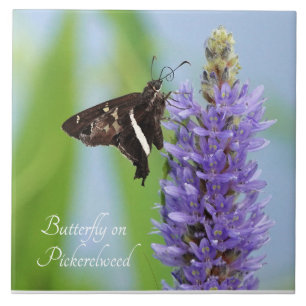 Carreau Papillon sur la fleur de Pickerelweed ;