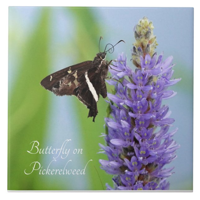 Carreau Papillon sur la fleur de Pickerelweed ; (Devant)