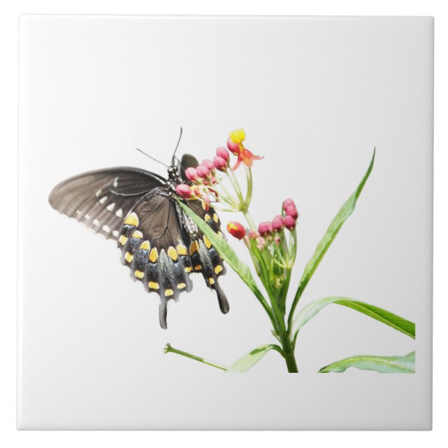 Carreau Papillon sur les fleurs d'algues, sur blanc (Devant)