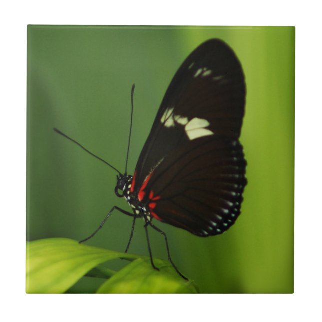 Carreau Papillon sur une feuille verte avec ailes noires e (Devant)