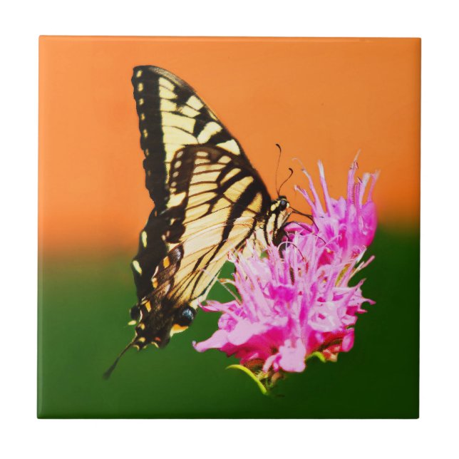 Carreau Papillon swallowtail de l'Est (Devant)