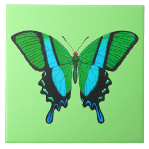 Carreau Papillon Swallowtail en vert, turquoise et noir