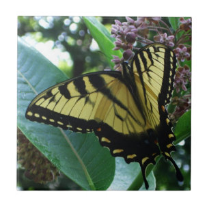 Carreau Papillon Swallowtail I sur Asclépiade à Shenandoah
