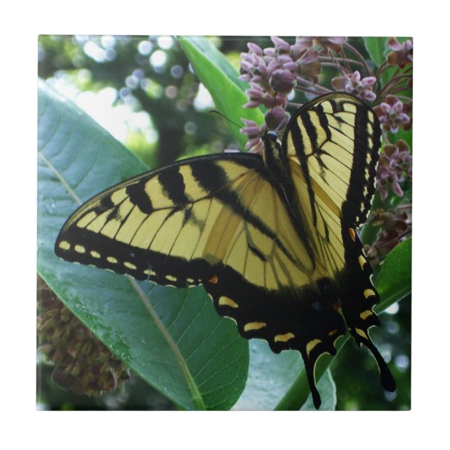 Carreau Papillon Swallowtail I sur Asclépiade à Shenandoah (Devant)
