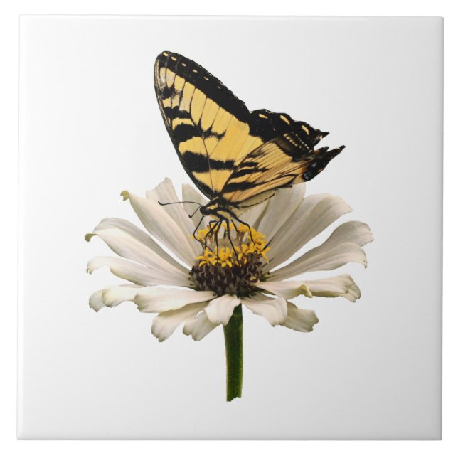 Carreau Papillon Tigre sur Zinnia Blanc (Devant)