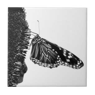 Carreau papillon timide blacq