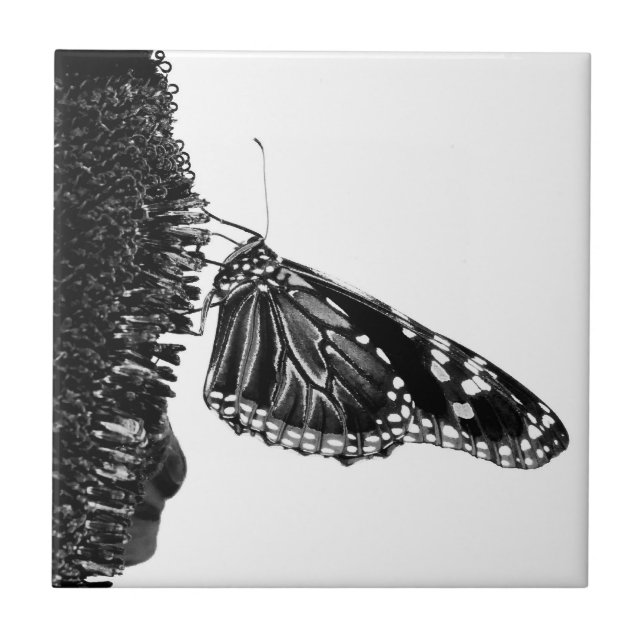 Carreau papillon timide blacq (Devant)