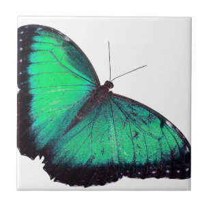 Carreau Papillon vert