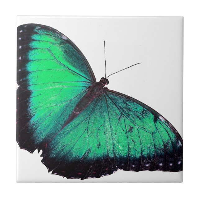 Carreau Papillon vert (Devant)