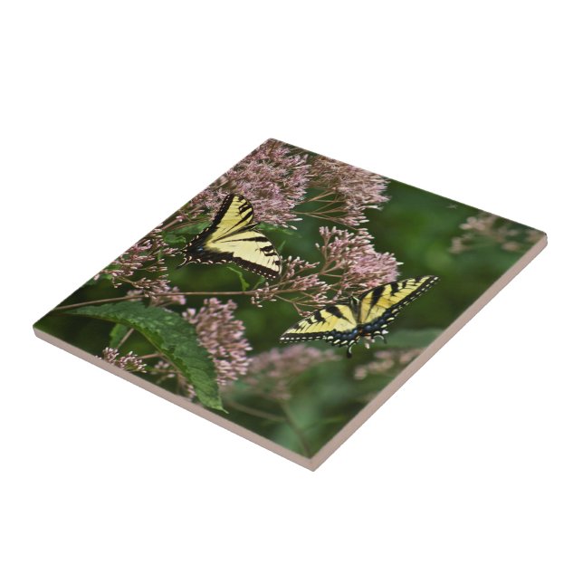 Carreau Papillons à queue de tigre sur Joe Pye Weed (Côté)