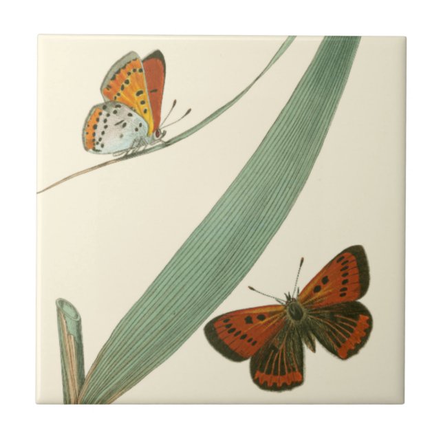 Carreau Papillons colorés qui se drapent autour d'une feui (Devant)