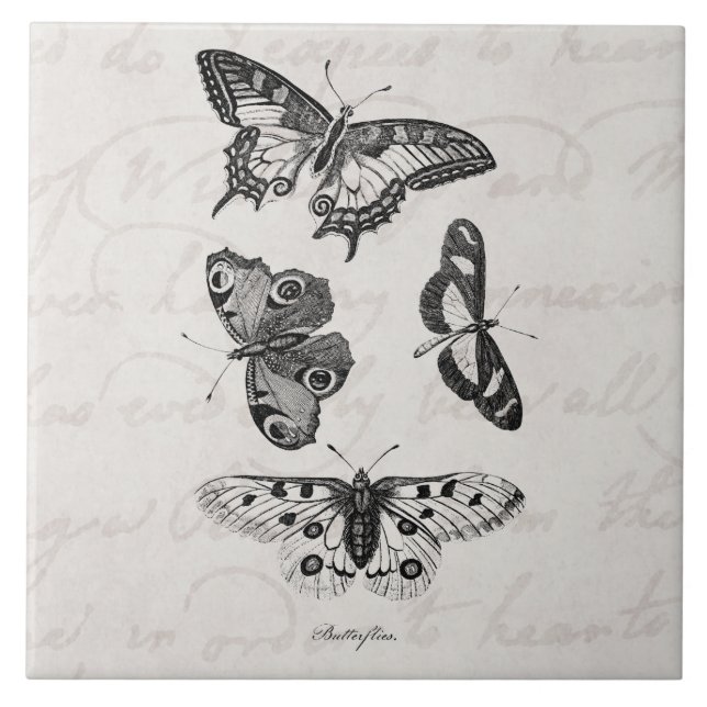 Carreau Papillons vintages de 1800s d'illustration de (Devant)