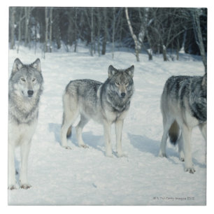 Carreau Paquet de loups au bord de la forêt neigeuse