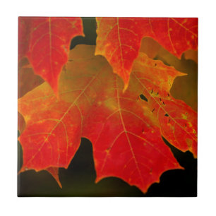 Carreau Parc d'État d'Itasca, couleurs d'automne 2