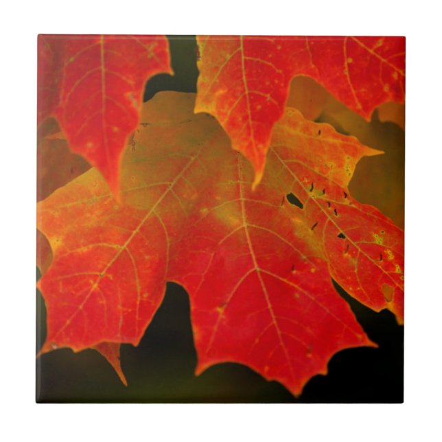 Carreau Parc d'État d'Itasca, couleurs d'automne 2 (Devant)