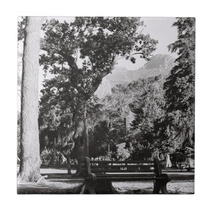 Carreau Parc du Cap De Waal Montagne Afrique du Sud ZA