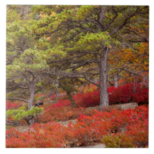 Carreau Parc national d'Acadia, Maine