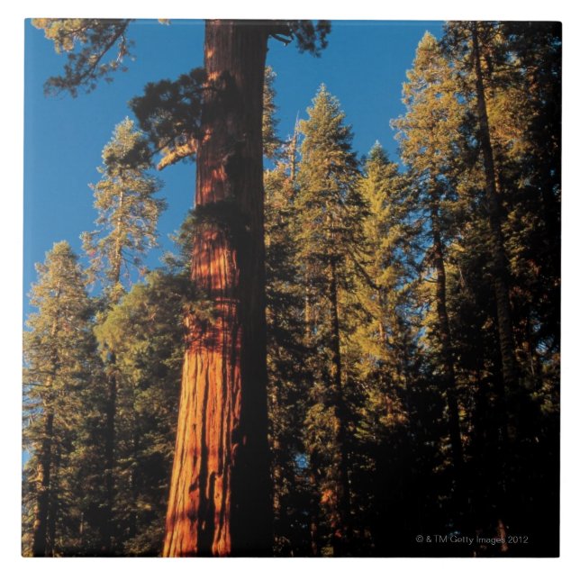 Carreau Parc national de séquoia, la Californie 2 (Devant)