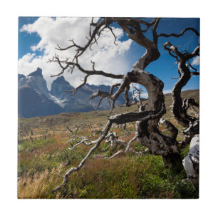 Carreau Parc national de Torres del Paine, arbres endommag