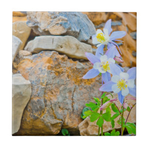 Carreau Parc national du Grand Teton 1