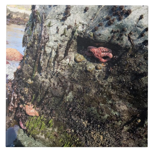 Carreau Parc Rock State de Sisters (Devant)