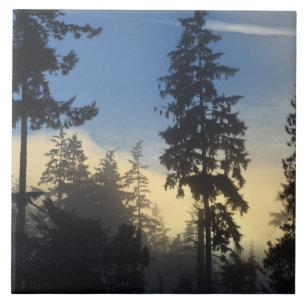 Carreau Parc Stanley, bois, brouillard de couche marine qu