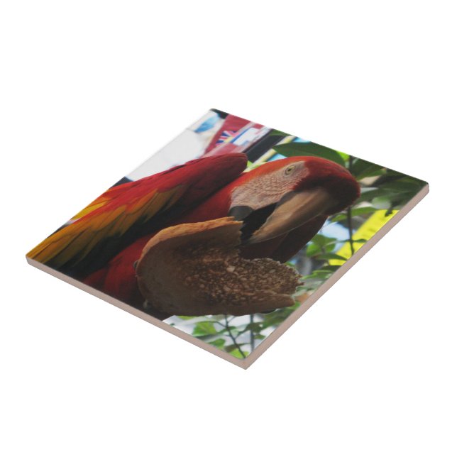 Carreau Parrot Macaw Scarlet Manger Toast (Côté)
