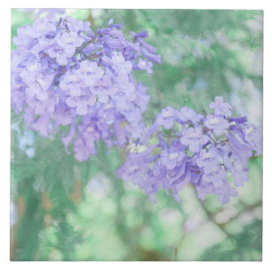 Carreau Pastel Purple Jacaranda Arbre Fleurs