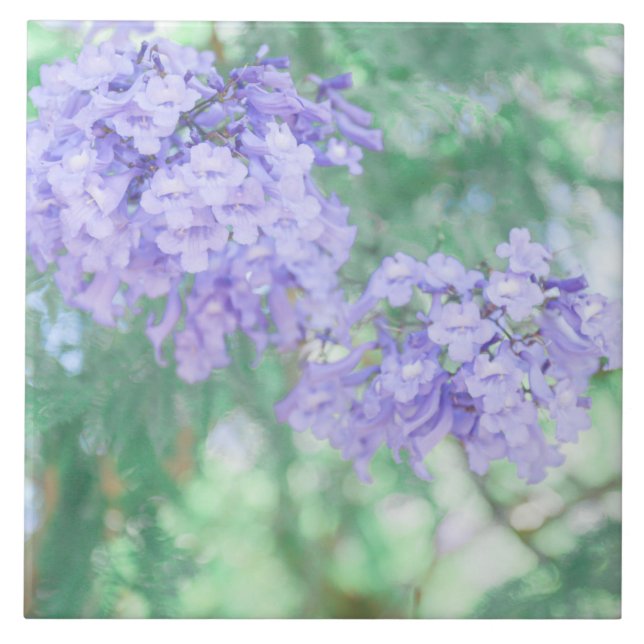 Carreau Pastel Purple Jacaranda Arbre Fleurs (Devant)
