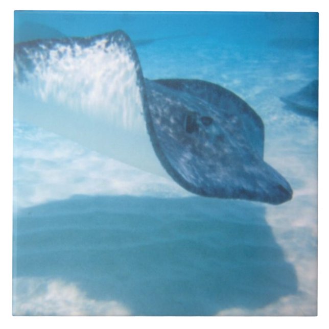 Carreau Pastenague dans les Caraïbe (Devant)