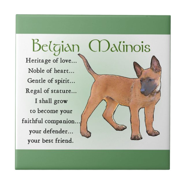 Carreau Patrimoine Malinois belge de l'Amour (Devant)