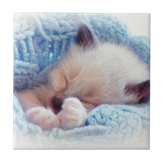 Carreau Pattes siamoises de chaton de sommeil