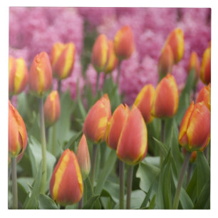 Carreau Pays-Bas (alias Holland), Lisse. Keukenhof