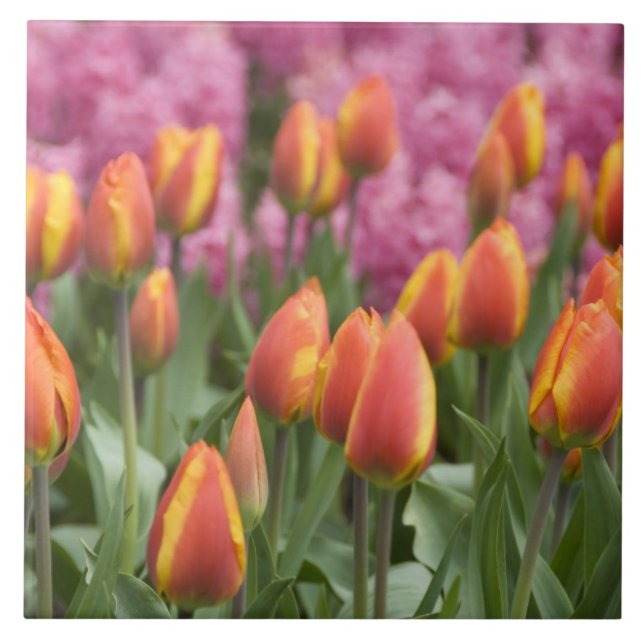 Carreau Pays-Bas (alias Holland), Lisse. Keukenhof (Devant)