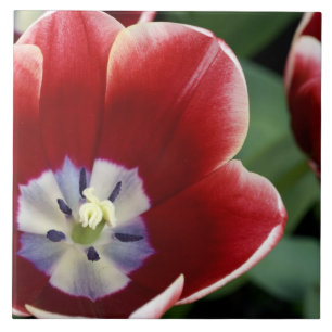 Carreau Pays-Bas (aussi appelé Hollande), Lisse. Keukenhof