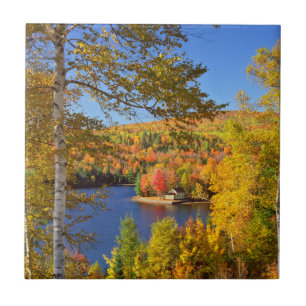Carreau Paysage d'arbres en automne, Maine