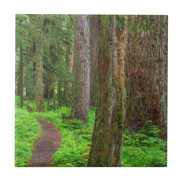 Carreau Paysage de forêt ancienne (Devant)