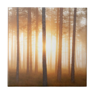 Carreau Paysage de forêt de pin