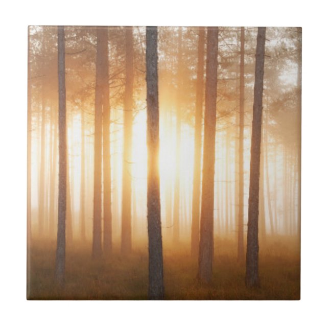 Carreau Paysage de forêt de pin (Devant)